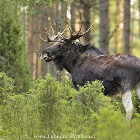 Kwatera na Bagnach Osowiec  Bagian luar foto
