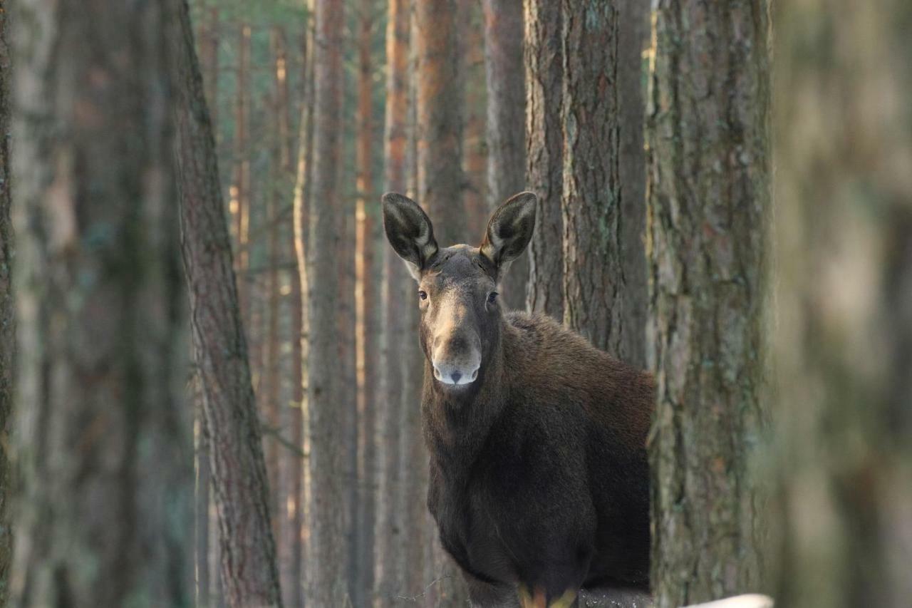 Kwatera na Bagnach Osowiec  Bagian luar foto