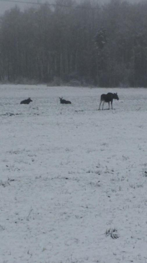 Kwatera na Bagnach Osowiec  Bagian luar foto